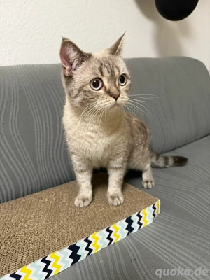   Zu verkaufen   zur Adoption: BKH-Katze, weiblich   Bild 2