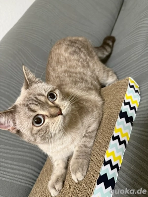   Zu verkaufen   zur Adoption: BKH-Katze, weiblich   Bild 3