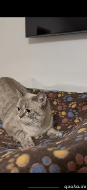   Zu verkaufen   zur Adoption: BKH-Katze, weiblich   Bild 5