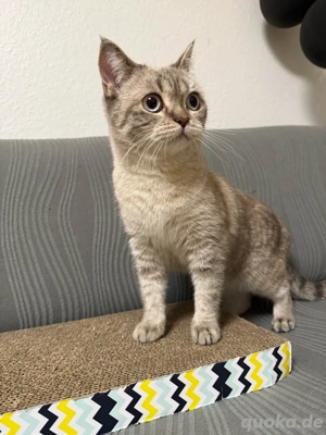   Zu verkaufen   zur Adoption: BKH-Katze, weiblich   Bild 4