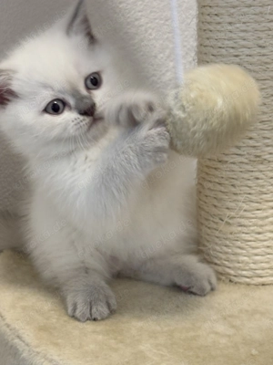 Wunderschöner BKH Kater   abzugeben ab 13. Oktober 2025