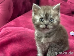 Babykatze, ein Monat alt