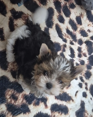 Biewer yorkshire terrier 