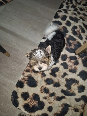 Bieweryorkshire terrier 