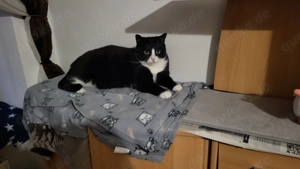 Suche  dringend neues Zuhause für Mimi 