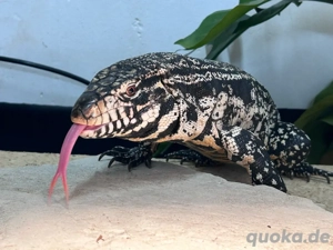 Teju merianae- schwarz weißer teju 1.0 und 0.1