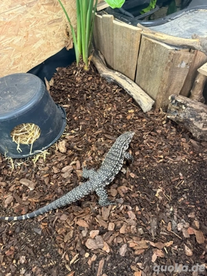 Teju merianae- schwarz weißer teju 1.0 und 0.1 Bild 5