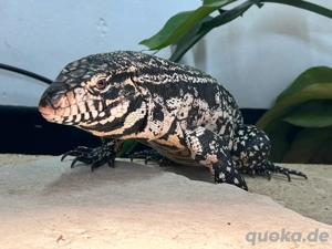 Teju merianae- schwarz weißer teju 1.0 und 0.1 Bild 3