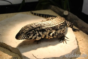 Teju merianae- schwarz weißer teju 1.0 und 0.1 Bild 2