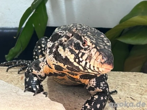 Teju merianae- schwarz weißer teju 1.0 und 0.1 Bild 4