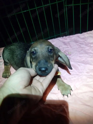 Muffin   kleiner Schatz mit großem Herzen sucht Familie