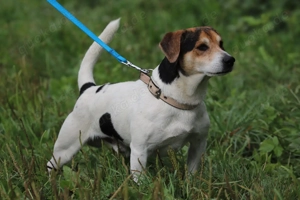 *ENZO* Ein lieber, sozialer Jack Russell Mix, der eine eigene liebevolle Familie sucht