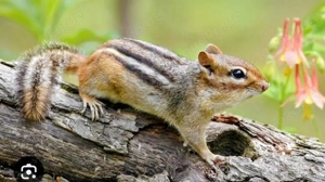 Chinesische baumstreifenhörnchen 