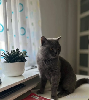 Deckkater BKH, reinrassig, nicht zum Verkaufen!