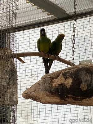 Nandaysittich Aratinga nenday