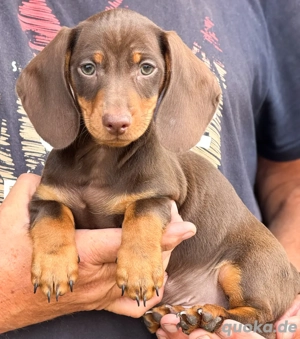 Dackel Welpen 
