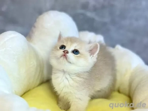 Wunderschöne BKH Kitten in Blue Golden und Lilac Golden Shell