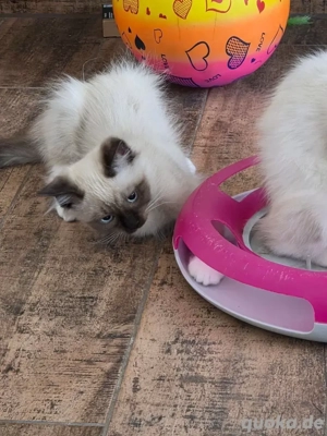 Ragdoll Kater WhatsApp 017659381234 Bild 4