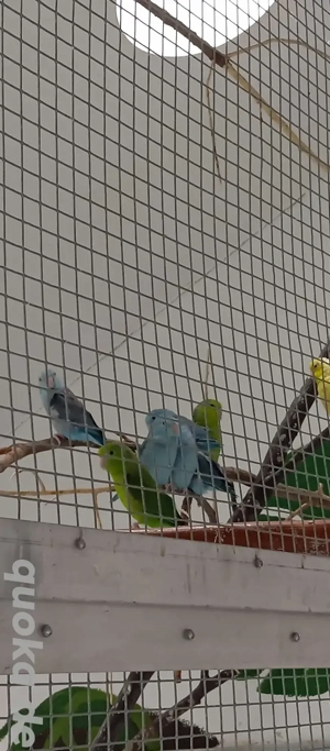 Sperlingspapageien grün und blau 