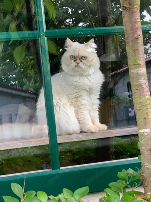 Deckkater mit blauen Augen 