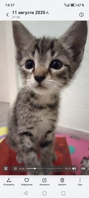 Kitten Russisch Blau Mix 