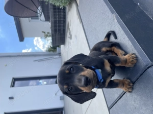 Amerikanischer Dackel Welpen 