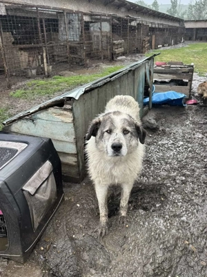 Meggy S ca. 60 cm   die Unerwünschte