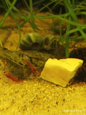 !!!Angebot!!!!  Schöne Red-Fire Jungtiere