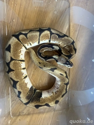 diverse Königspythons 0.1 und 1.0 Bild 6