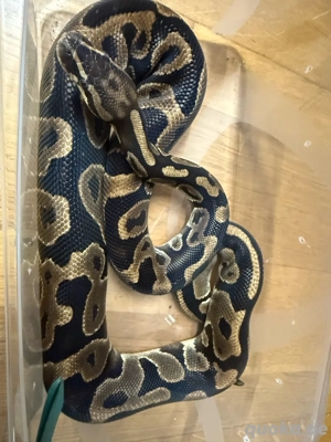 diverse Königspythons 0.1 und 1.0 Bild 2