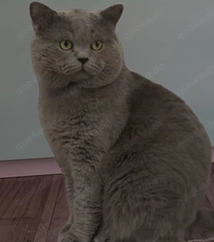 Deckkater Bkh im Blau  Bild 2