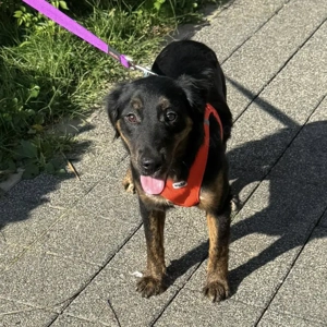 Wilma, junge, wunderhübsche und katzenverträgliche Mischlingshündin Bild 4