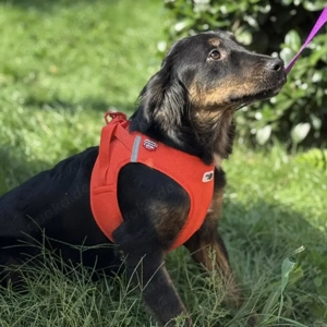 Wilma, junge, wunderhübsche und katzenverträgliche Mischlingshündin Bild 3