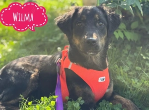 Wilma, junge, wunderhübsche und katzenverträgliche Mischlingshündin