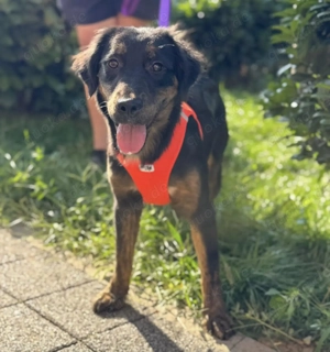 Wilma, junge, wunderhübsche und katzenverträgliche Mischlingshündin Bild 2