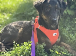 Wilma, junge, wunderhübsche und katzenverträgliche Mischlingshündin Bild 5