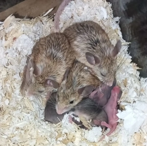 Turkmenischer Maushamster