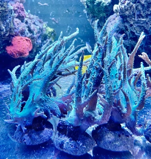 Sinularia   Fingerlederkoralle