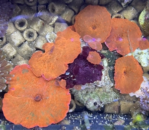 Discosoma sp. Rote Scheibenanemone Ableger aus meinem Meerwasseraquarium