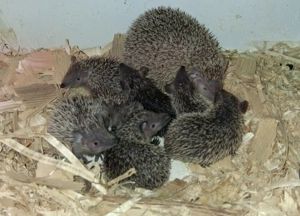 Echinsps telfairi - kleiner Igeltanrek 