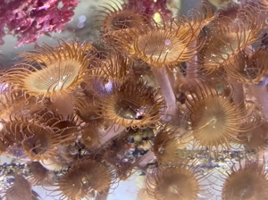 Palythoa sp. grün   Ableger aus meinem Meerwasseraquarium