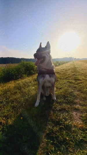 In liebevolle Hände abzugeben 