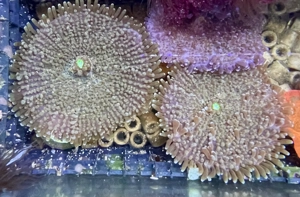 Ricordea yuma Bild 2