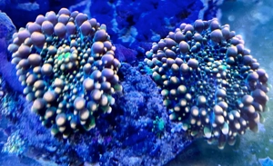 Ricordea yuma Bild 3