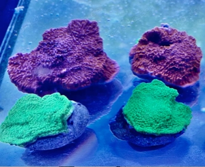 Montipora foliosa (rot grün)