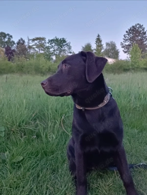 Labrador Hündin