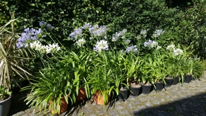 Pflanzen für Haus und Garten