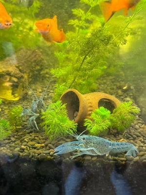 Blaue Florida Krebse Nachzucht