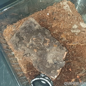 Tityus stigmurus Enz  07.25