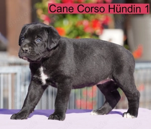 Cane Corso Welpen der S-Klasse!!